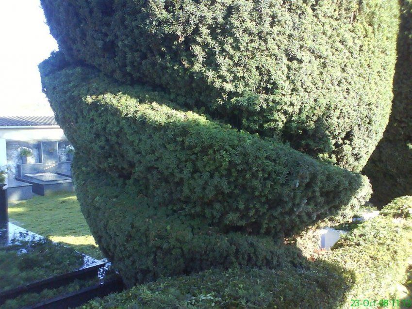 Poda de árboles en Asturias