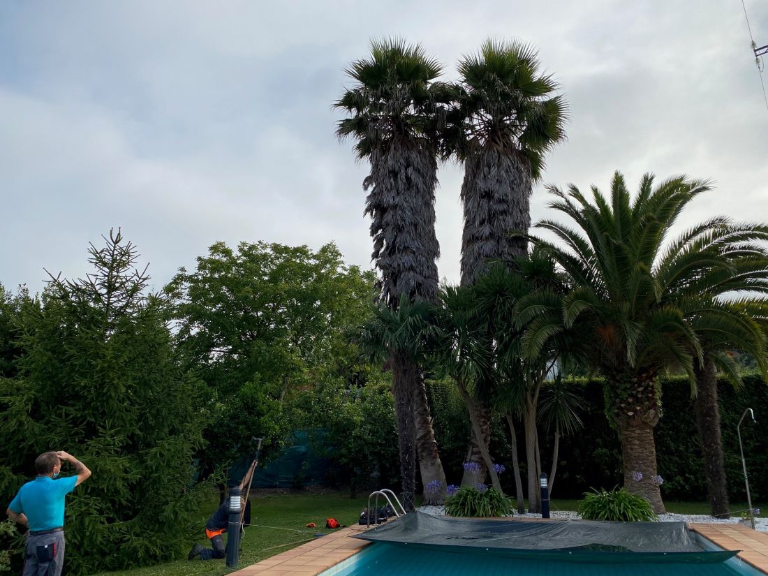 Poda palmera gijón