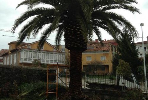 Poda de Árboles en Oviedo | Ecolojar