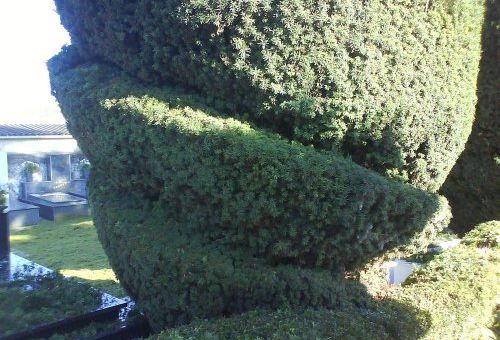 Poda de árboles en Asturias