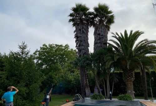 Servicios de Jardinería en Asturias