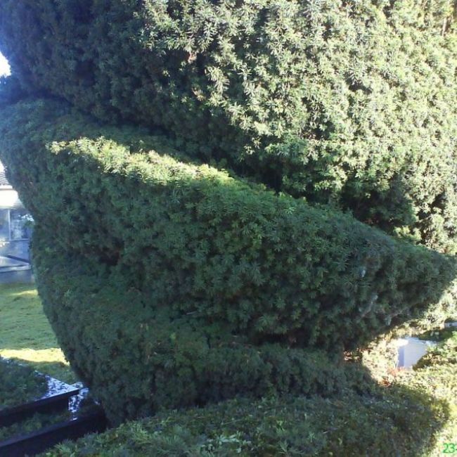 Poda de árboles en Asturias
