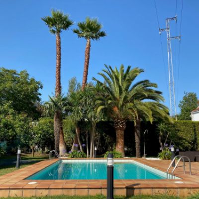 Poda de palmera gijón