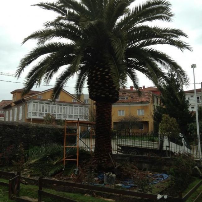 Poda de Árboles en Oviedo | Ecolojar