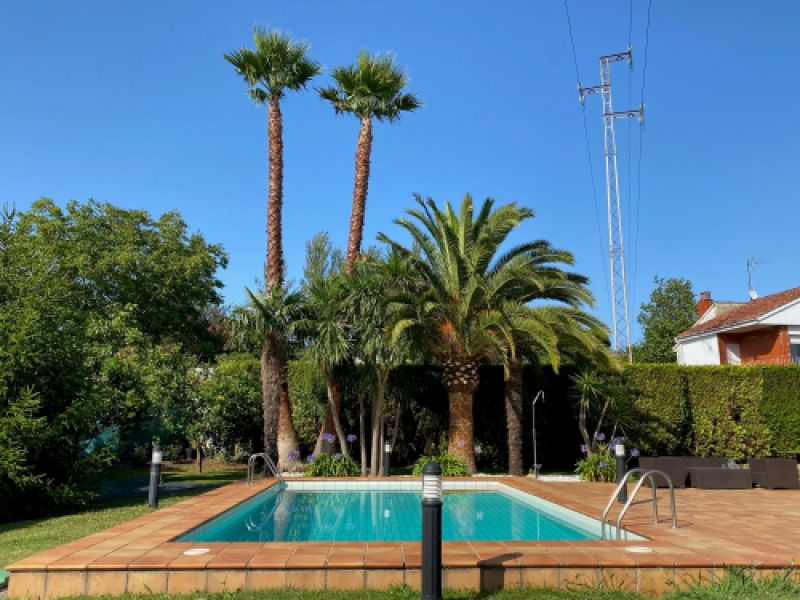 Poda de palmera gijón